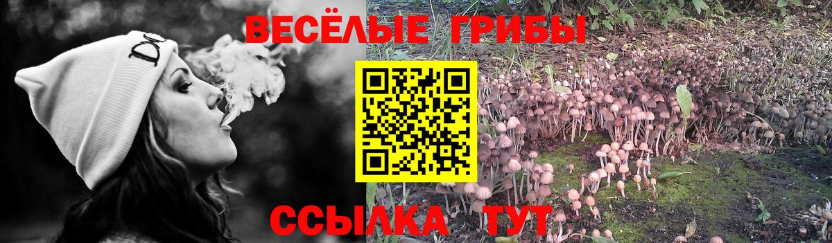 Бийск  даркнет сайт  Вход с VPN  Галлюциногенные грибы GOLDEN TEACHER 
